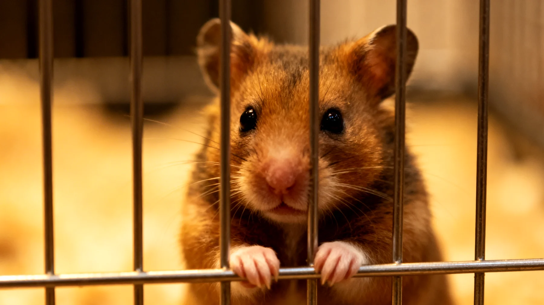 Erwachsene Hamster zeigen oft Langeweile und Stereotypien wie wiederholtes Gitternagen, wenn sie keine ausreichenden Trainings- und Verhaltensübungen erhalten, was zu Stress und gesundheitlichen Problemen führen kann"